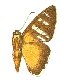 Tarsoctenus corytus