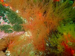 Golden sea cucumbers