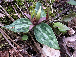 English: Trillium reliquum, Georgia, USA