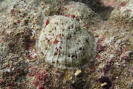 Un bivalve non identifié du groupe des Pectinoidea (peut-être Spondylus sp.)