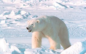 Ursus maritimus in Alaska.jpg