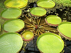 Amatsoninjättilumme (Victoria amazonica) viljeltynä akvaariokasvina.