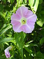 Bindweed, Convolvulus arvensis