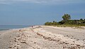 A view looking north on the beach at West Gulf Drive Beach access point #7, Sanibel, Lee County, Florida. The whitish objects are all shells, and so are some of the brown objects too.