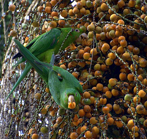 Oviraptorosaur Diet Foods