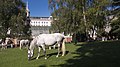 Lipizzaner der Spanischen Hofreitschule im Burggarten