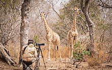 Wildlife photographer observing giraffes in Sumu Wildlife Park in Bauchi state, Nigeria Wildlife photographer.jpg