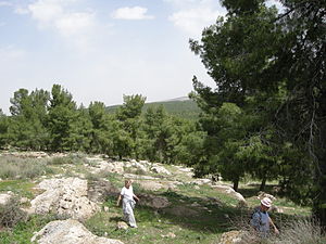 יער יתיר.