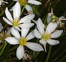 Baltasis zefyrantas (Zephyranthes candida)