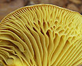 2010-09-17 Tricholoma sulphureum 2. jpg