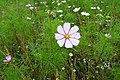 Cosmea