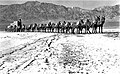 Twenty-mule team, (tiro dei 20 muli), Valle della Morte, 1881