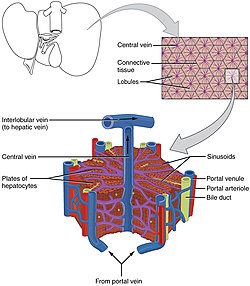 2423 Microscopic Anatomy of Liver.jpg