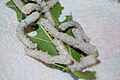 Fifth instar silkworm larvae, clustered on a leaf.