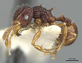 Acanthomyrmex mindanao