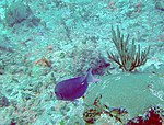 Acanthurus coeruleus - голубой запах - Залив свиней - Cuba.jpg