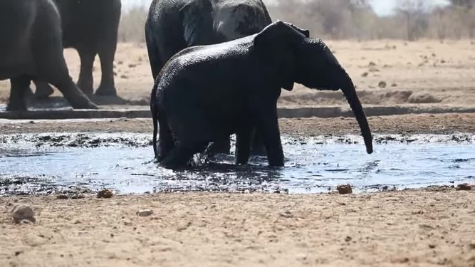File:African Elephant Movie 2019-07-28.webm