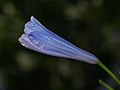 Agapanthus praecox (más fotos: 1)