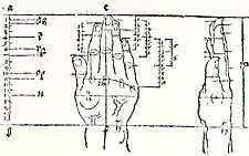 Proportionen Hand