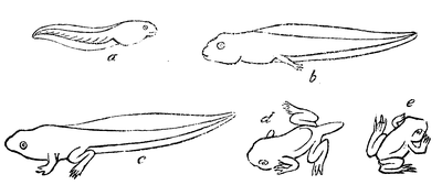 Fig. 7. Ontwikkeling van den Kikvorsch.