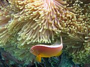 背纹双锯鱼(Amphiprion akallopisos)