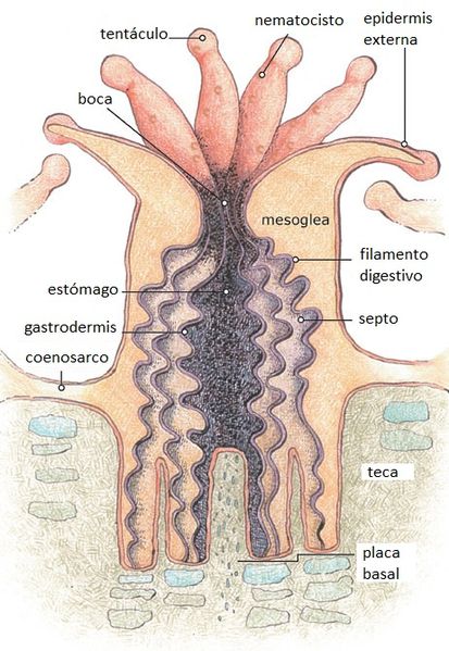 File:Anatomía de un pólipo coralino.jpg