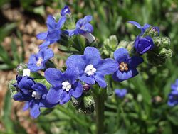 Etelänrasti (Anchusa capensis)