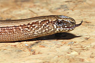 Blindschleiche (Angius fragilis) mit zum Züngeln geöffnetem Maul