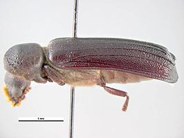 Apate monachus