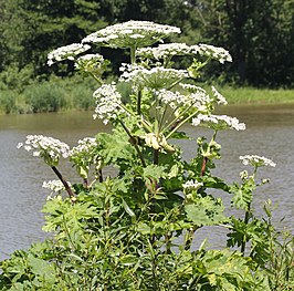 Sosnowsky's berenklauw