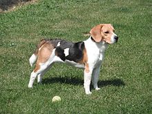 Beagle Faraon.JPG