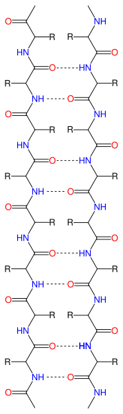 Illustration of the hydrogen bonding patterns, represented by dotted lines, in an antiparallel beta sheet. Oxygen atoms are colored red and nitrogen atoms colored blue.found at http://upload.wikimedia.org/wikipedia/commons/thumb/b/b7/Beta_sheet_bonding_antiparallel-color.svg/179px-Beta_sheet_bonding_antiparallel-color.svg.png