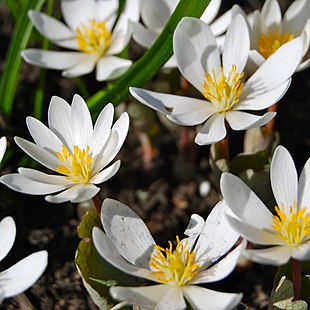 Canadisk Blodurt (Sanguinaria canadensis).