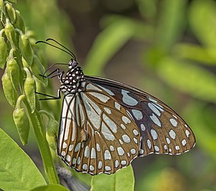 Blue tigerTirumala limniace exoticus♂ India