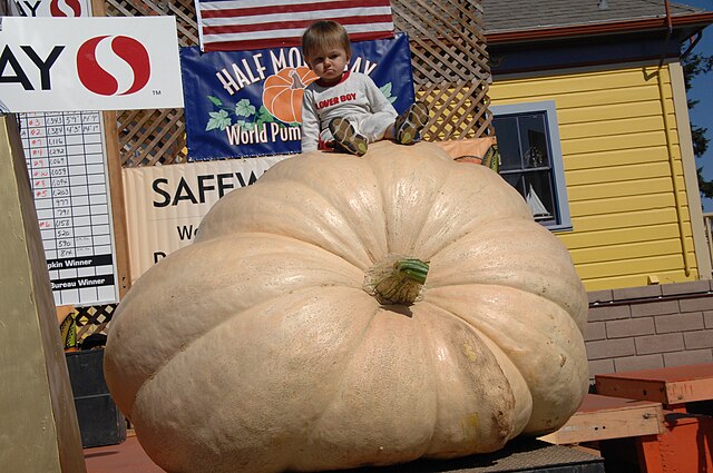 Winning pumpkin at the festival