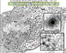 CSIRO ScienceImage 2039 Pilchard Herpesvirus.jpg