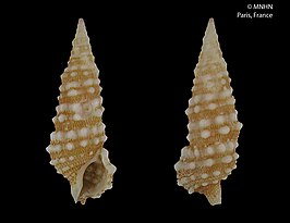 Cerithium balletoni