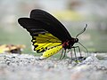 Troides helena (Linnaeus, 1758) – Common Birdwing