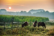 Pferde in der Bauerschaft Leuste, Dülmen