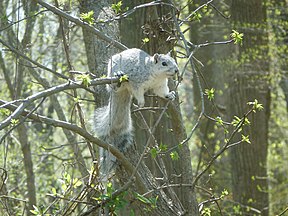 Fuchshörnchen (Delmarva fox squirrel)