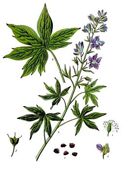 Csípős sarkantyúfű (Delphinium staphysagria)