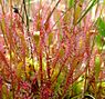 Lange zonnedauw (Drosera anglica)