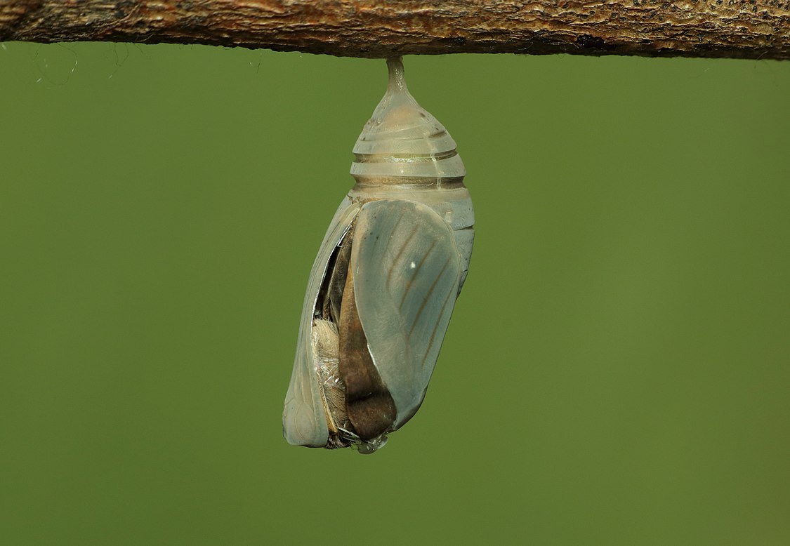 :File:Eclosion of Melanitis leda (Linnaeus, 1758) – Common Evening Brown.jpg