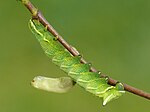 Endromis versicolora – Raupe