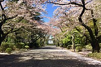 The entrance to ICU leading up to the university chapel. The road has rows of cherry blossom trees on both side which bloom in spring, signifying the start of a new school year.
