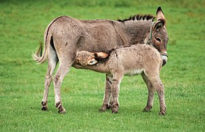 English: A female donkey (Equus asinus) with h...