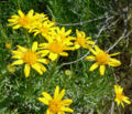 Ericameria linearifolia