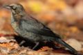 1 / Rusty Blackbird