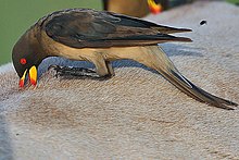 Flickr - Rainbirder - Yellow-billed Oxpecker (Buphagus africanus).jpg