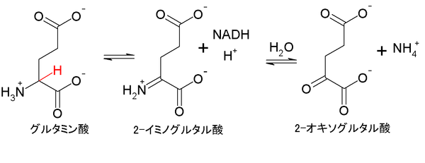 GDHによる脱アミノ.PNG
